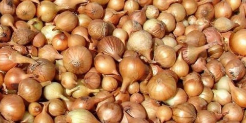 Kada saditi luk u sibiru